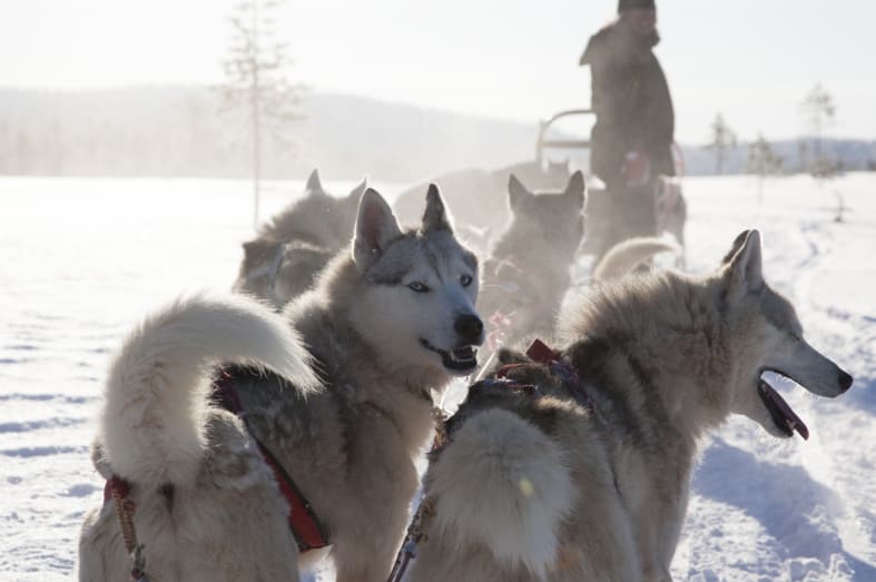 Huskies - Simply Finnish Lapland