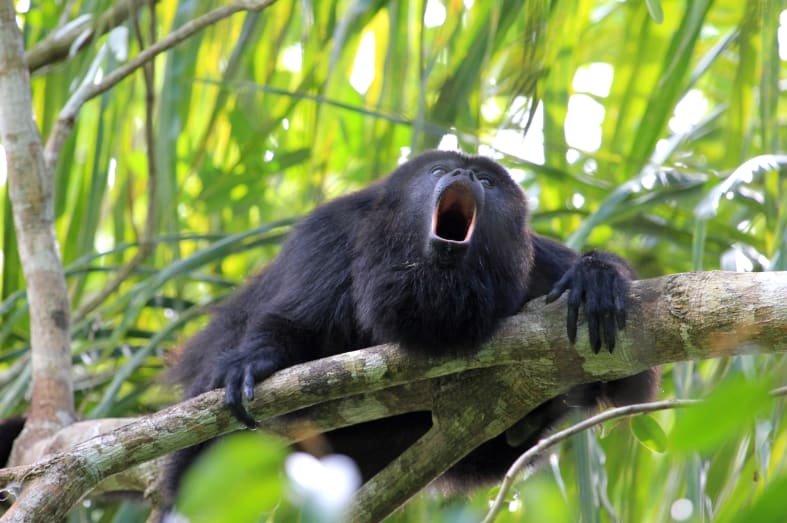 Howler Monkey Imagine Guatemala Belize 