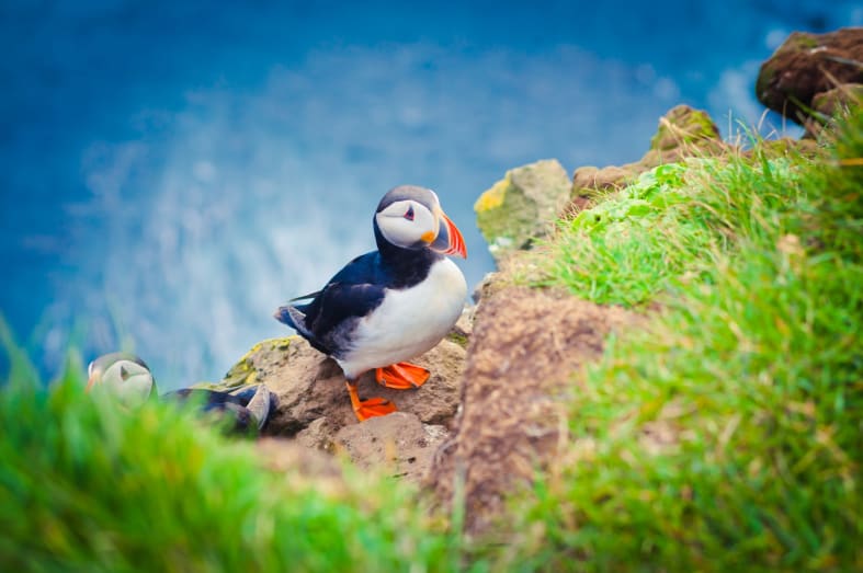 Puffin - Ultimate Iceland