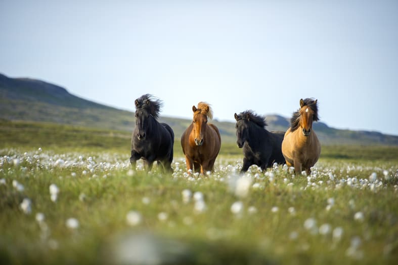 Icelandic horses - Off the Beaten Track Iceland