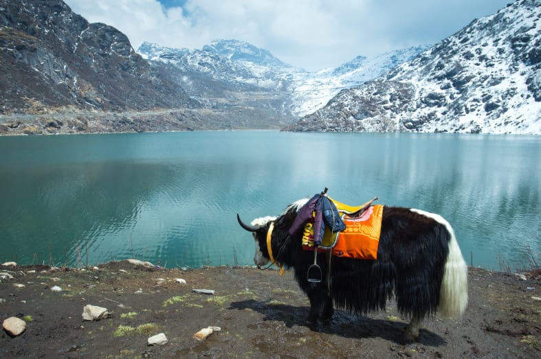 Mountain Yak - Spotting Snow Leopards in Himalaya