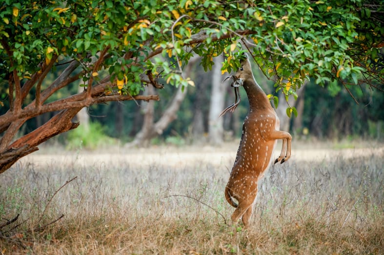 Deer in Ranthambore - 