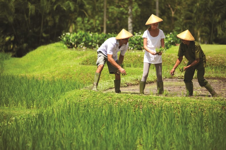 Learn how to farm rice - Bali for Families