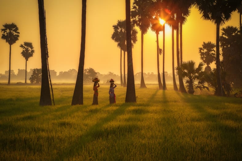 Bali's Rice Paddies at Sunset  - Bali for Families