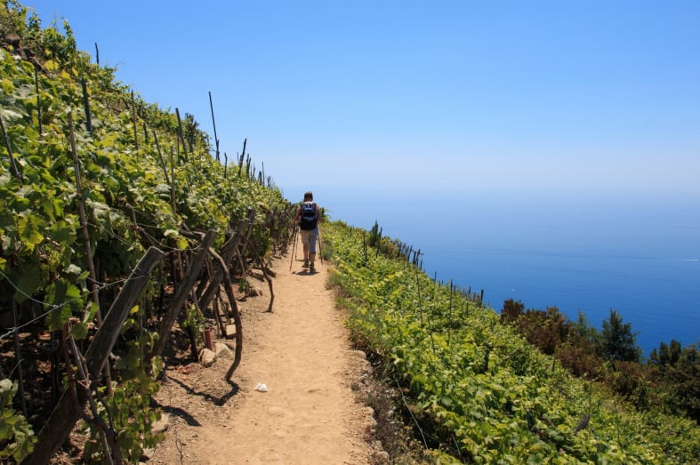 Cinque Terre terraced vineyards 