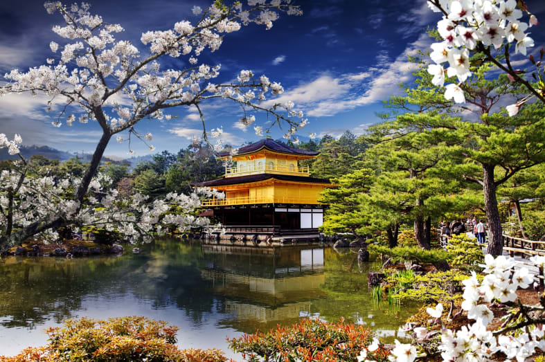 Golden Temple in Cherry Blossom