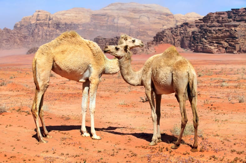 Wild Camels - Jordan and Oman