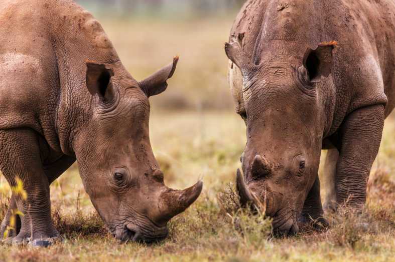 Laikipia rhinos - Highlights of East Africa