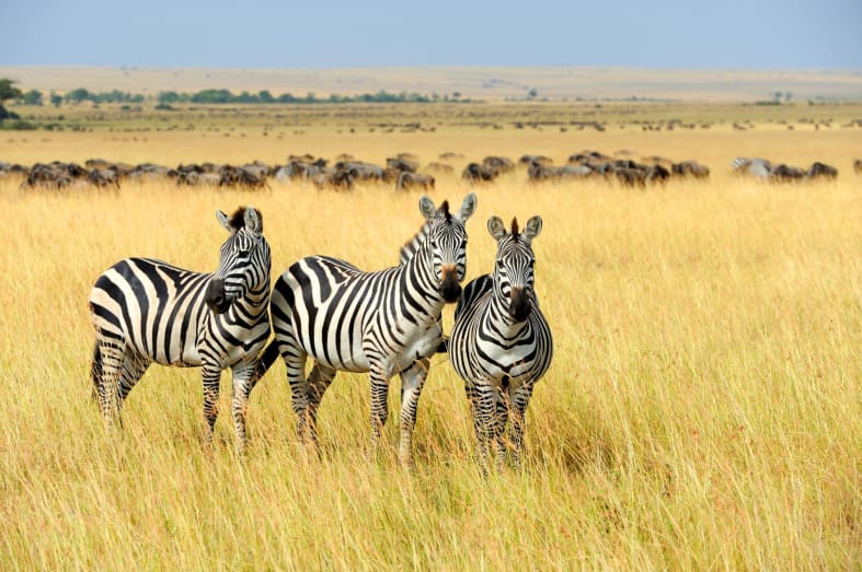 Zebra and wildebeest - Highlights of East Africa
