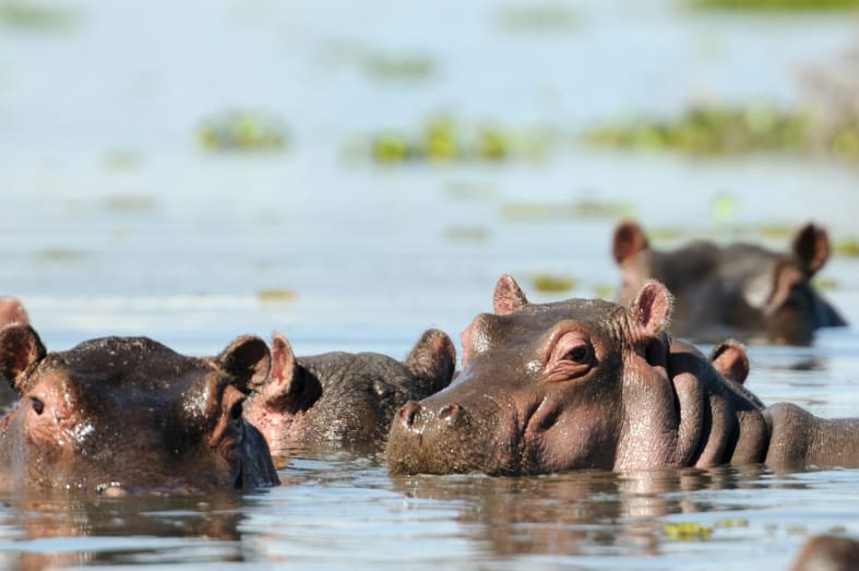 Hippos watching - Highlights of East Africa