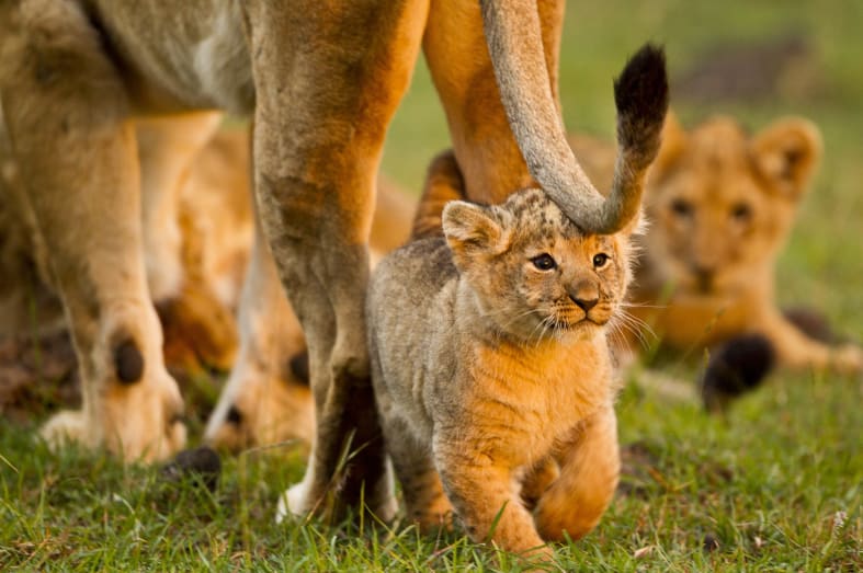 Lion Cub, Masai Mara 