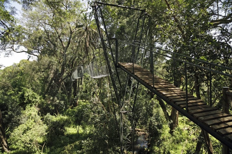 Aerial Walkway in Ngare Ndare Forest 