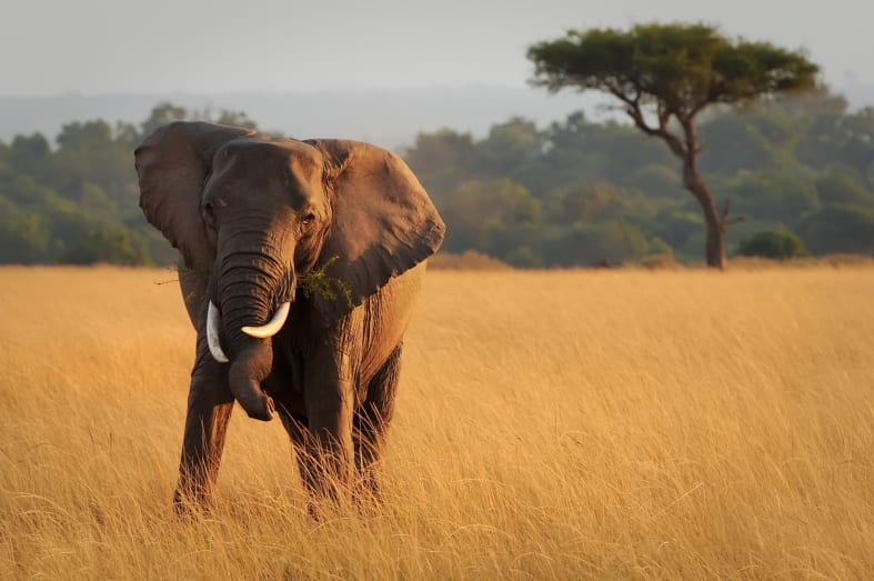 Elephant in Mara