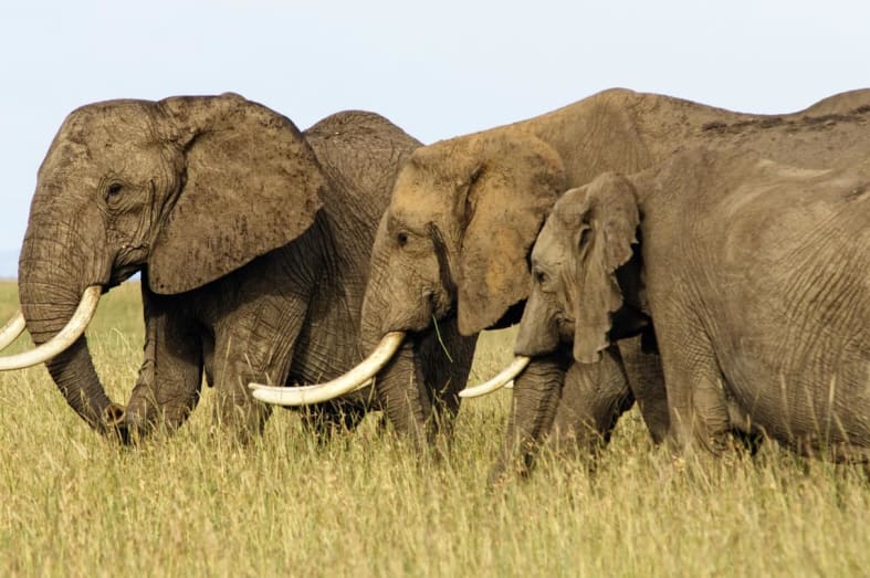 Masai Mara elephants - Kenya family safari and beach