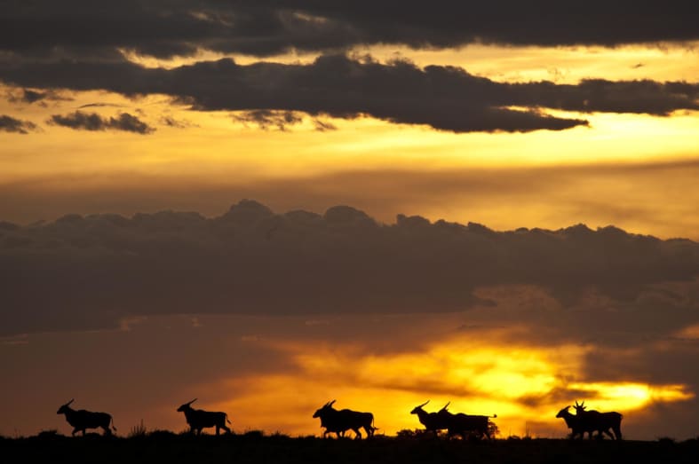 Sunset - Laikipia rhinos and Mara Cats