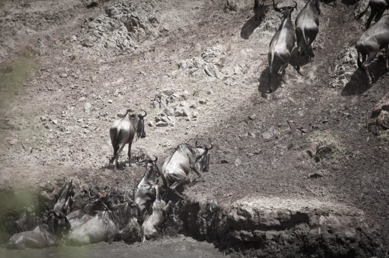 Wildebeest - Laikipia rhinos and Mara Cats