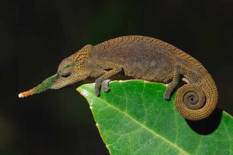 Lance nosed chameleon, Andasibe - Rainforest and Reefs