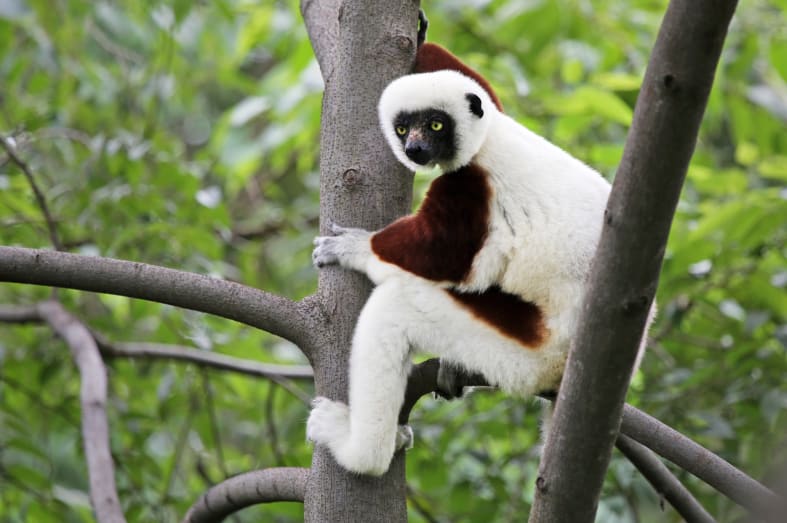 Coquerel Sifaka, Anjajavy - Rainforest and Reefs