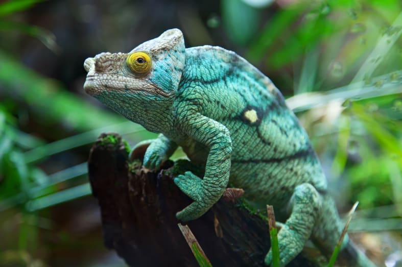 Chameleon in Madagascar 