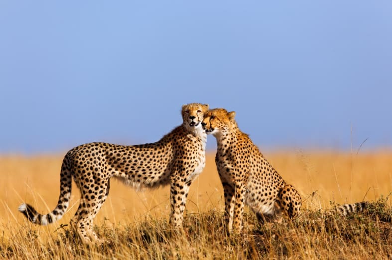 Cheetah, Maasai Mara  - Wildebeest and Lemurs