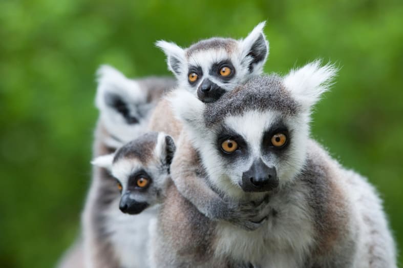 Ring tailed lemurs - Madagascar's baobabs and butterflies