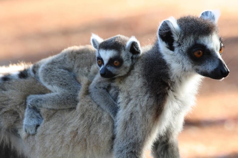 Ring tailed lemurs 
