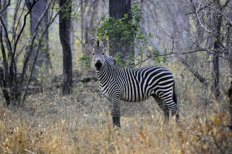 Zebra in the Wilderness 