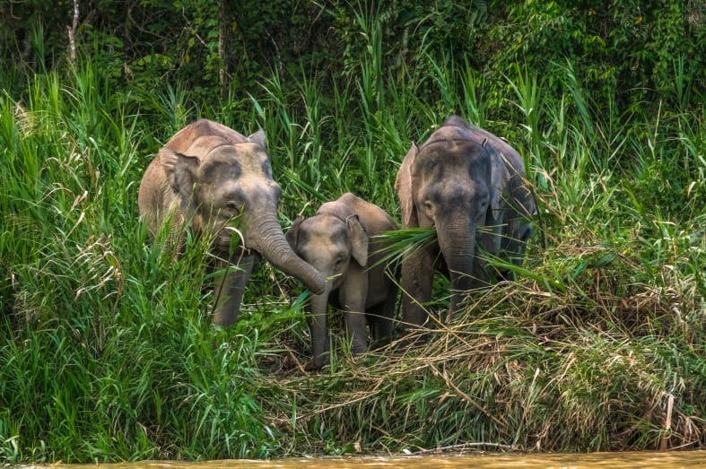 Pygmy Elephants -