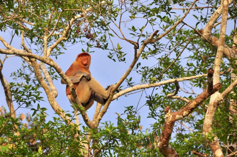 Proboscis Monkey -