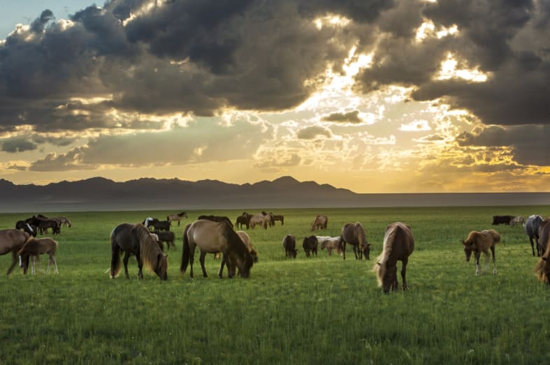 Horses in the Gobi 