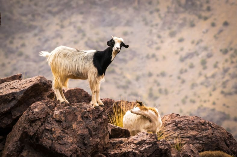 Goat - Authentic Morocco