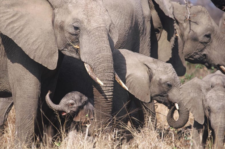 Dulini elephant herd  - Luxury Southern Africa: Victoria Falls, Sabi Sands and Mozambique beach