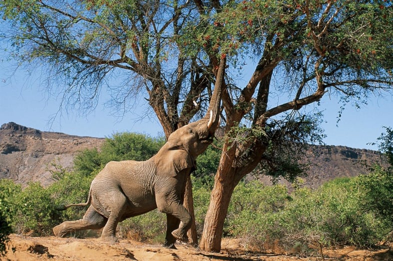 Desert elephant 