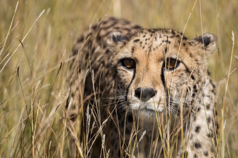 Cheetah at Okonjima - Namibia for Teenagers