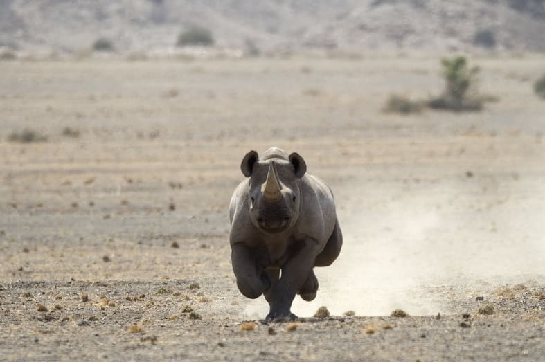 Rhino - Off The Beaten Track