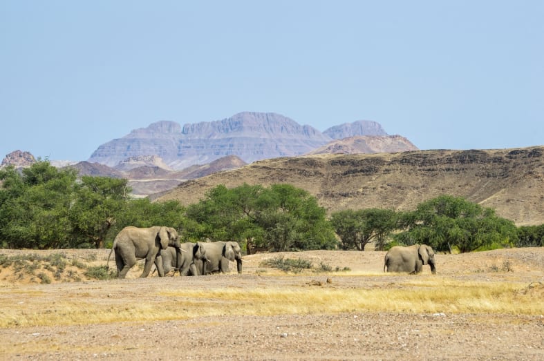Desert Adapted Elephants - Off The Beaten Track Namibia
