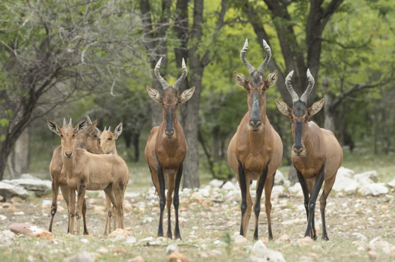 Red Hartebeest at Ongava - Off The Beaten Track Namibia