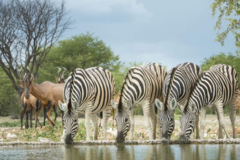 Zebra drinking from watering hole - Off The Beaten Track Namibia