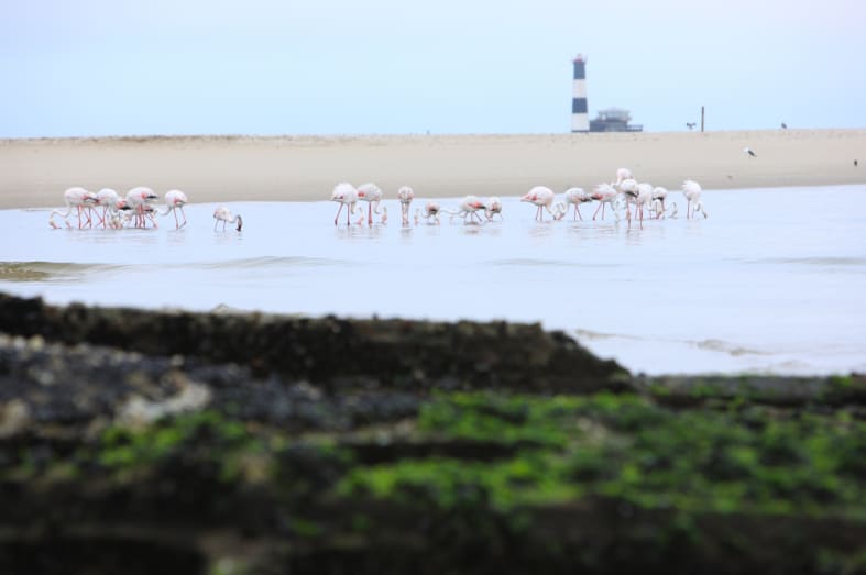 Flamingos at Pelican Point - Off The Beaten Track Namibia
