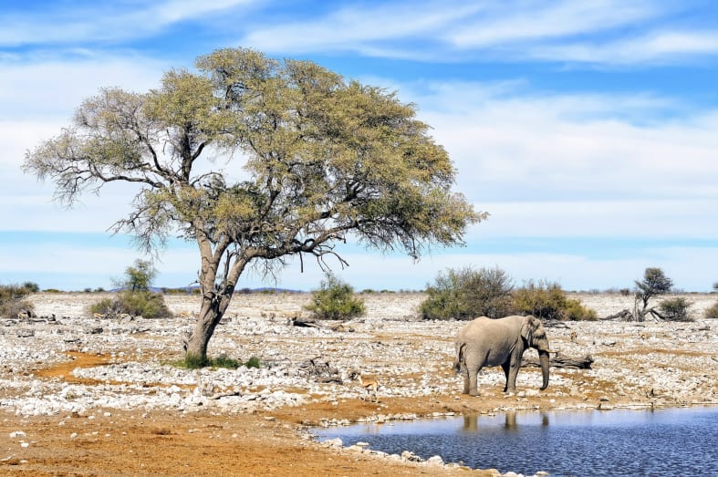 Elephant, Etosha National Park - Northern Namibia & The Skeleton Coast 