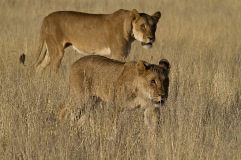 Lion, Damaraland - Northern Namibia & The Skeleton Coast 
