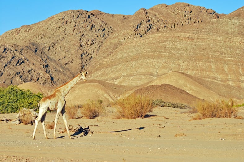 Giraffe, Hoanib Valley, Skeleton Coast - Northern Namibia & The Skeleton Coast 