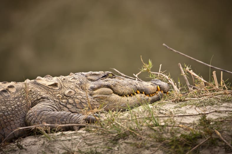Mugger Marsh Crocodile - Wild Nepal