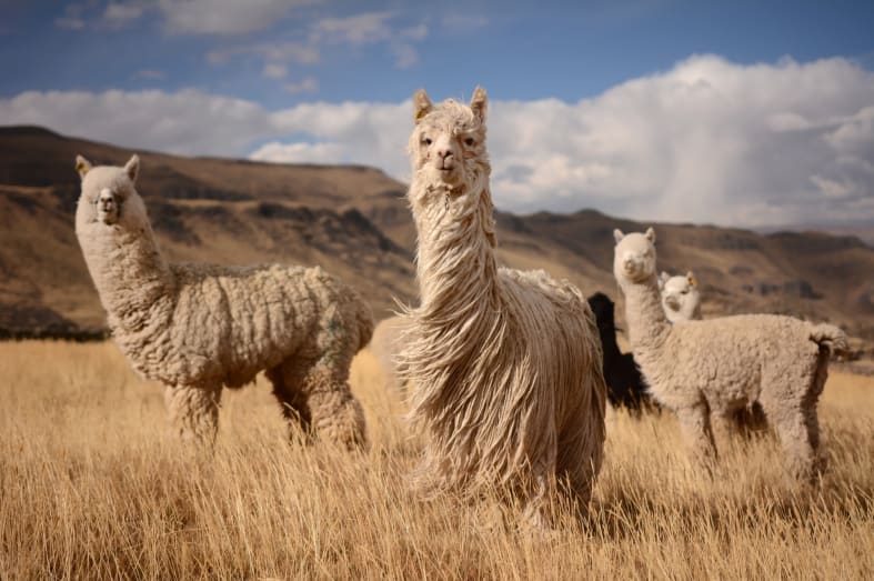 Alpacas and Llamas in the Sacred Valley 