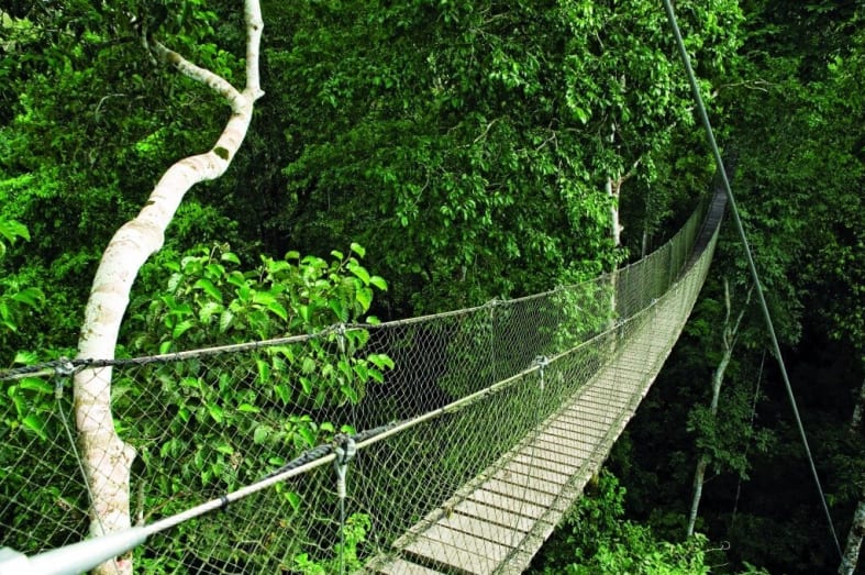 Amazon canopy walks 