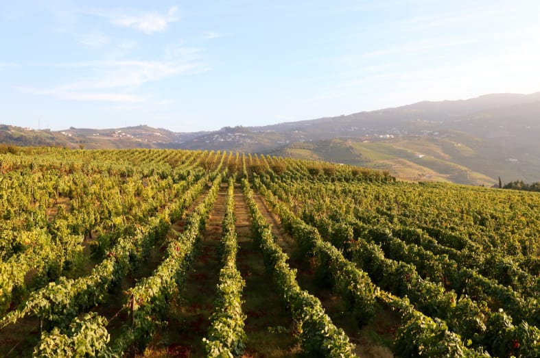 Vineyards - Wine Country of Portugal: Porto and the Douro Valley