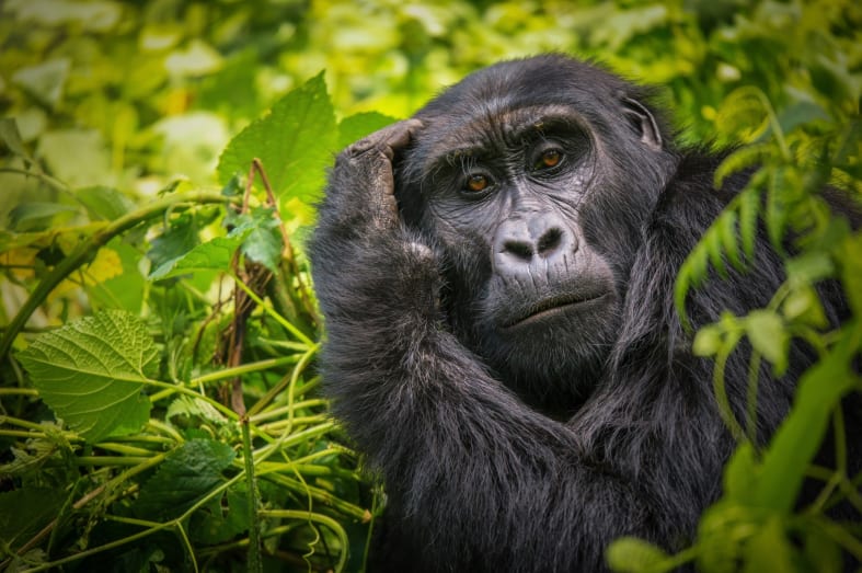 Mountain Gorilla - Highlights of Rwanda