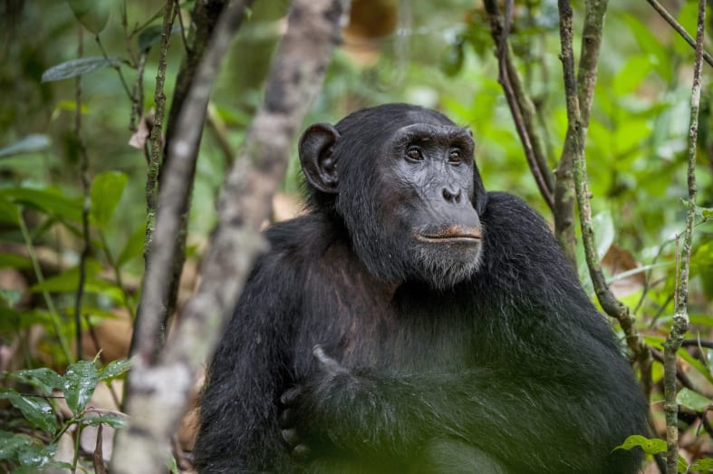 Chimpanzee - Highlights of Rwanda