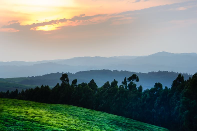Nyungwe Forest - Highlights of Rwanda
