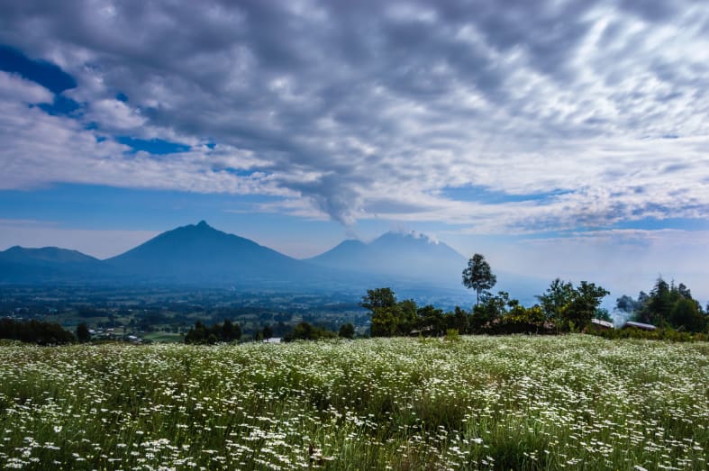 Volcanoes National Park - Highlights of Rwanda